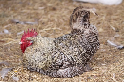 rooster