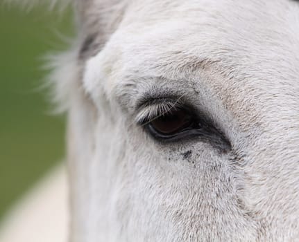 pony's eye