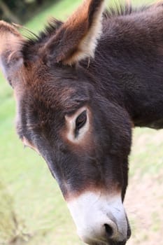 donkey