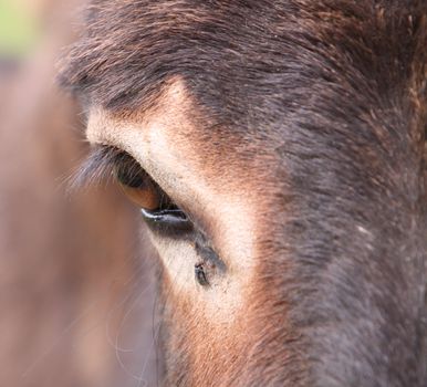 eye of a donkey