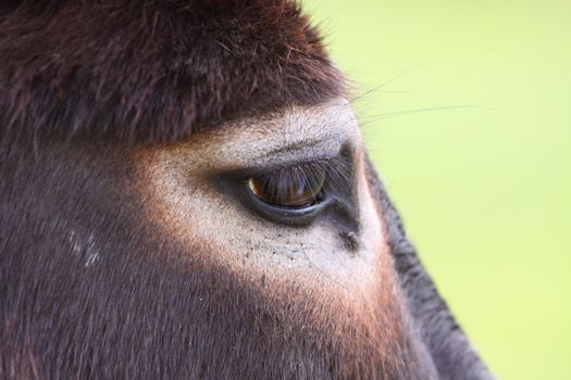 donkey eye