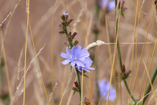 chicory flower