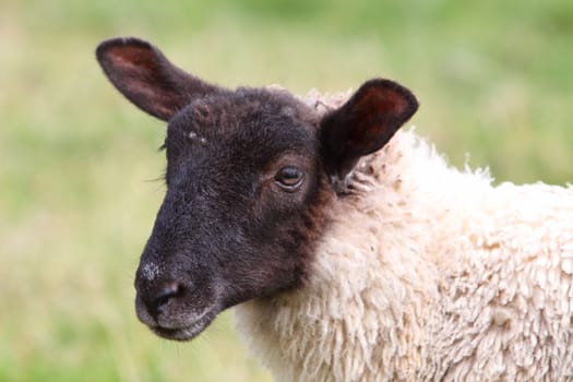 sheep