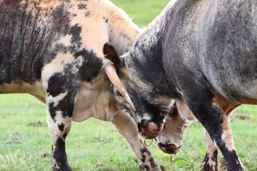 longhorn cattle