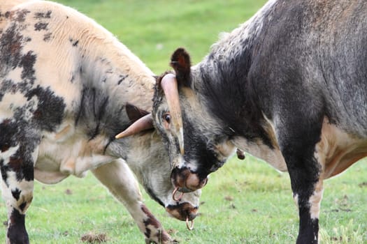 longhorn cattle