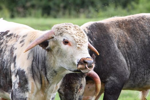 longhorn cattle