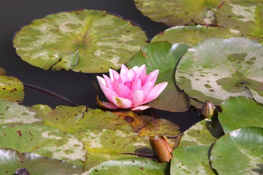 pink water lily
