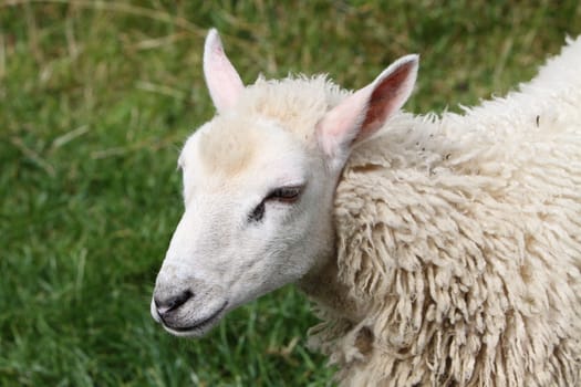 sheep