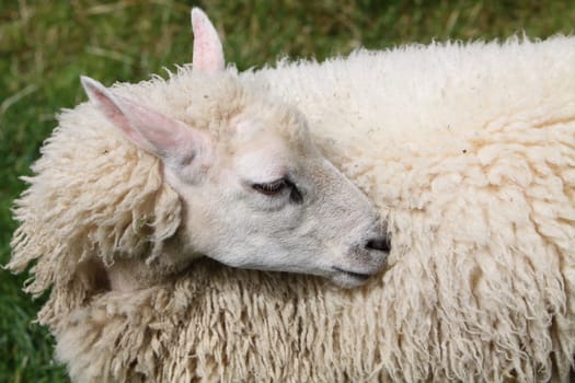 sheep