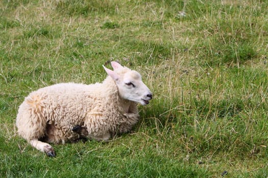 sheep