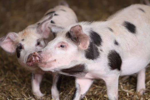 Kune Kune Pigs