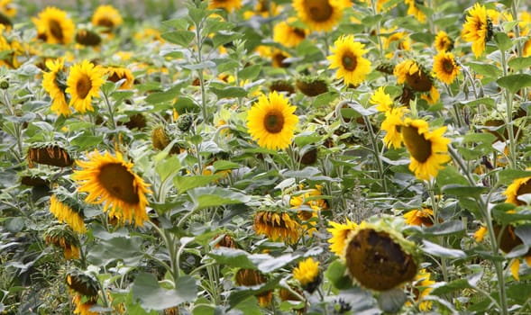 sunflowers