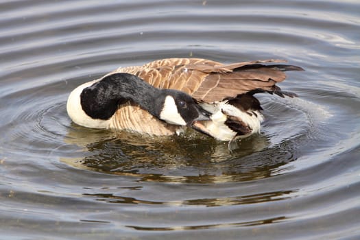 canada goose preening