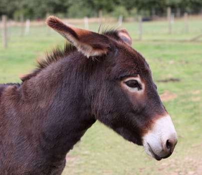 donkey