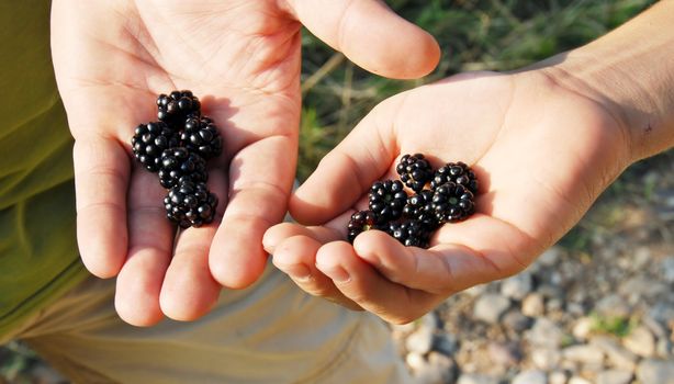 ripe fresh blackberries in man and boy hands outdoor