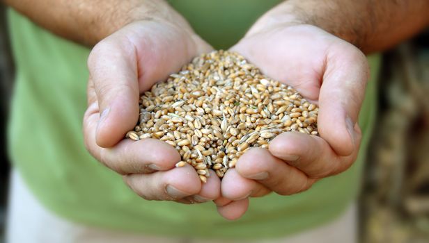 wheat grains in man hands closeup outdoor