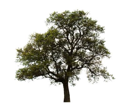 lonely isolated green tree over white background