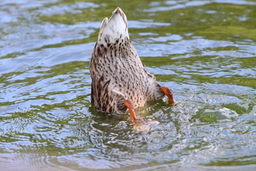 bottom up (duck)