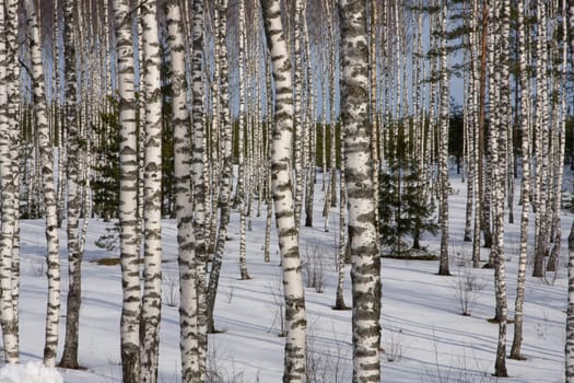 russian birch winter