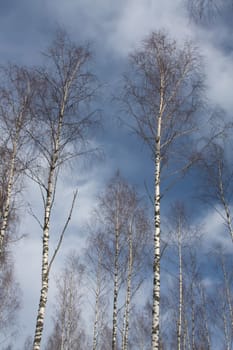russian birch winter