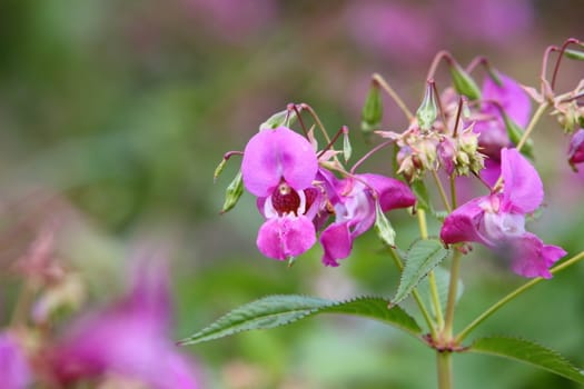 Hedge woundwort