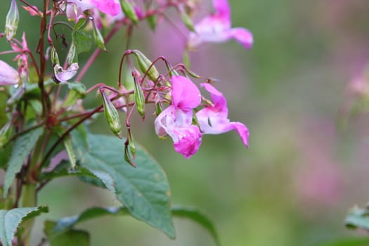 Hedge Woundwort