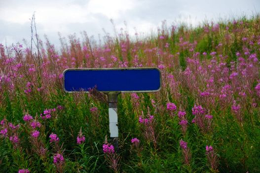 A blank street sign surrounded by pink flowers