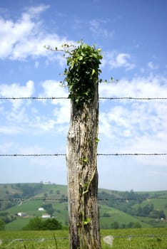 Ivy on wood picket with barbed wire in front of countryside landscape