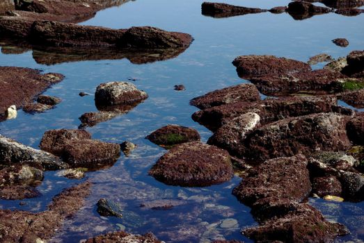 Zoom on rocks covered with red algae at low tide, with nice weather