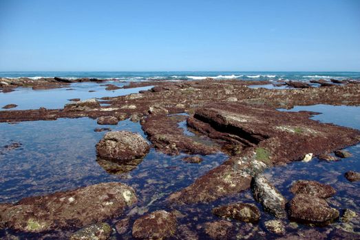 Rocks covered with red algae at low tide, with nice weather near St jean de Luz city, France.