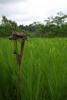 It's a typical Balinese offering with bamboo in a ricefield