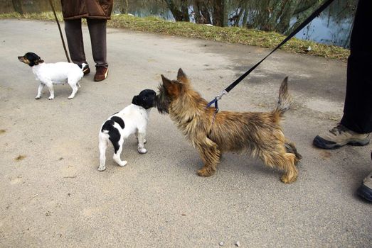 It's a puppy meeting young friends during a day walking.