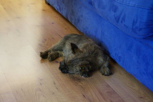This is a very young puppy sleeping on the floor in front of a blue sofa.