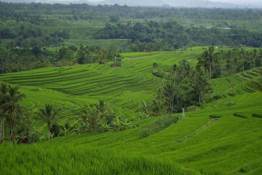 Typical landscape of Bali island : lots of terrace ricefields and palms trees