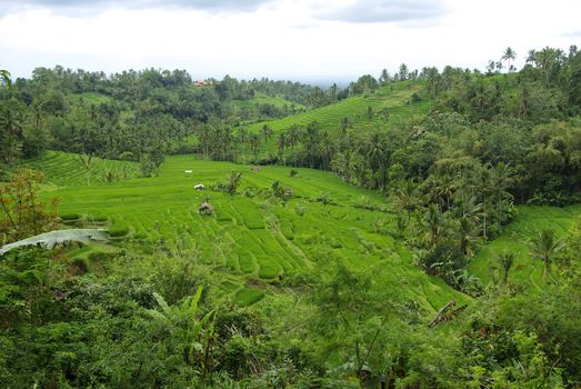 Landscape of many terrace ricefields and palms in Bali