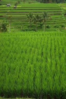 Many ricefields in Bali