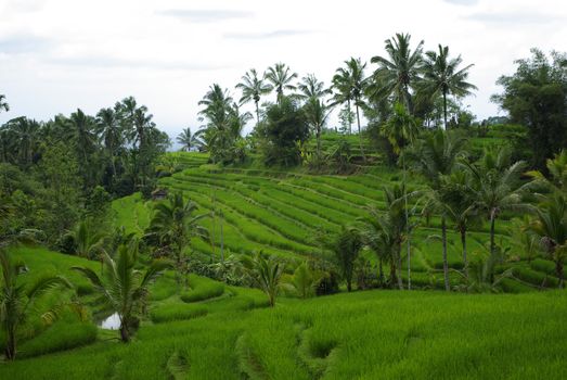 Landscape of lot of terrace ricefields and palms in Bali