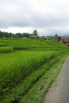 Ricefield and huts in Bali