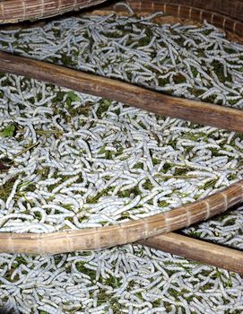 Close-up view on plenty of silk worms in a breeding in Vietnam