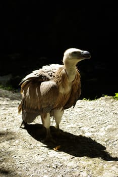 Young vulture on the floor