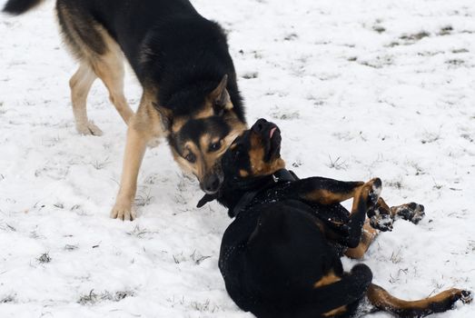 two dogs playing in the snow one  is standing while the other one is lying