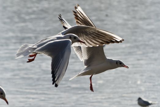 seagulls flying above the water the sunlight coming from the back