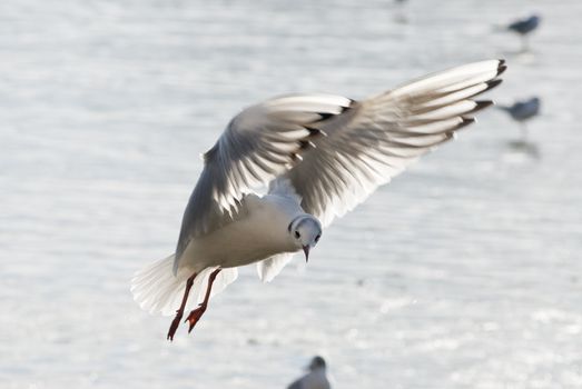 a seagull flying above the water the sunlight is coming from the back