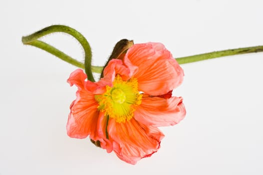 single poppy seed in a glass vase