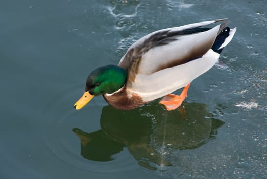 a duck standing in a lake on an ice floe looking in the water