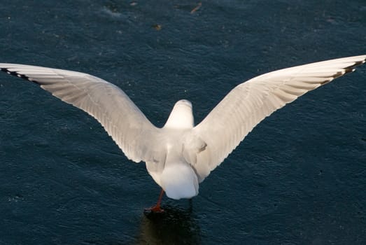 a seagull standing on an ice floe and raised her wings to take off