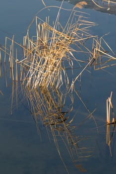 a frozen lake with reeds reflected on the ice cap
