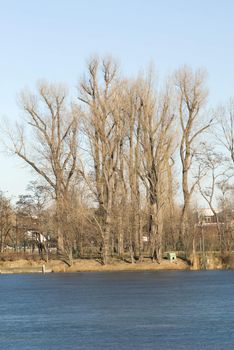 some trees near a frozen lake with a blue sky