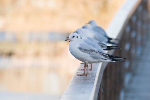 some seagulls sitting lined up on a balustrade of a bridge