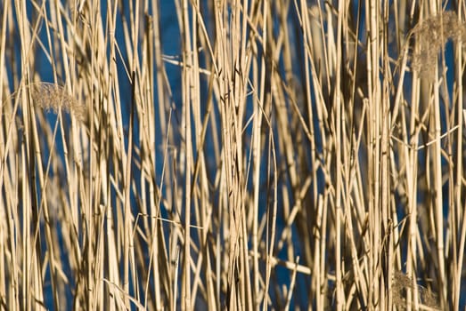 a background pattern with reeds and a frozen lake as blue background